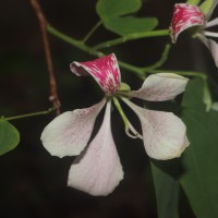 <i>Bauhinia monandra</i>  Kurz
